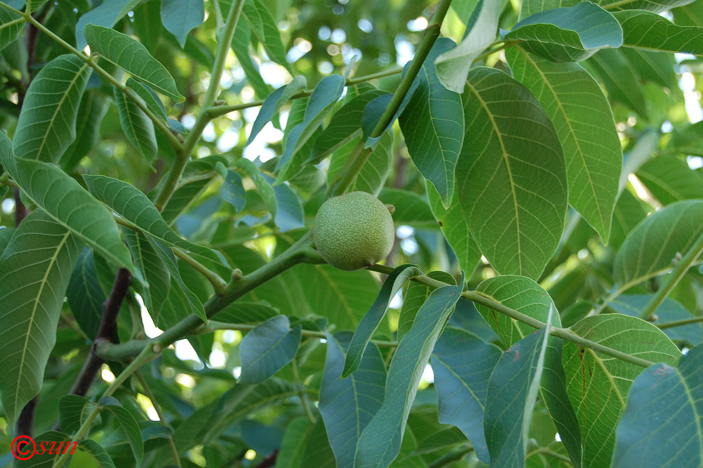 Image of Juglans regia specimen.
