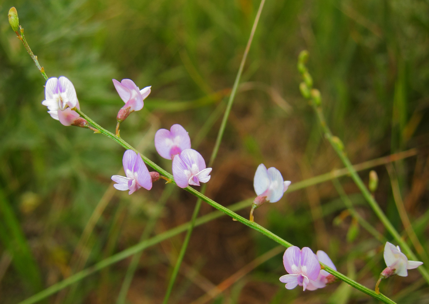 Изображение особи Astragalus austriacus.