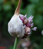 Allium sativum