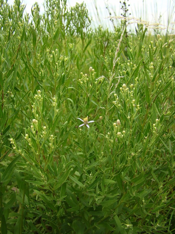 Image of Galatella dracunculoides specimen.