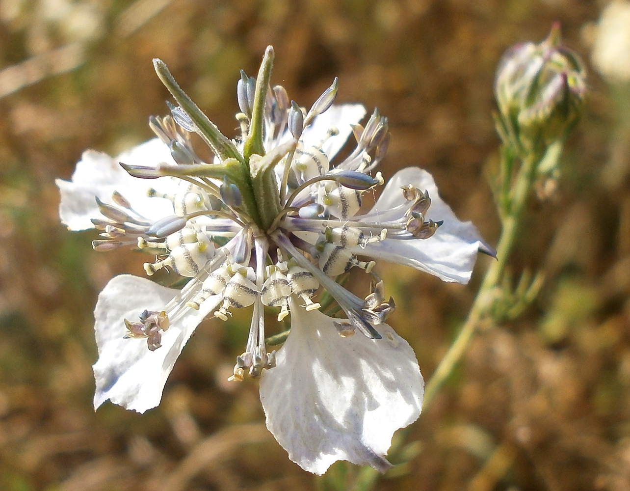 Image of Nigella arvensis specimen.