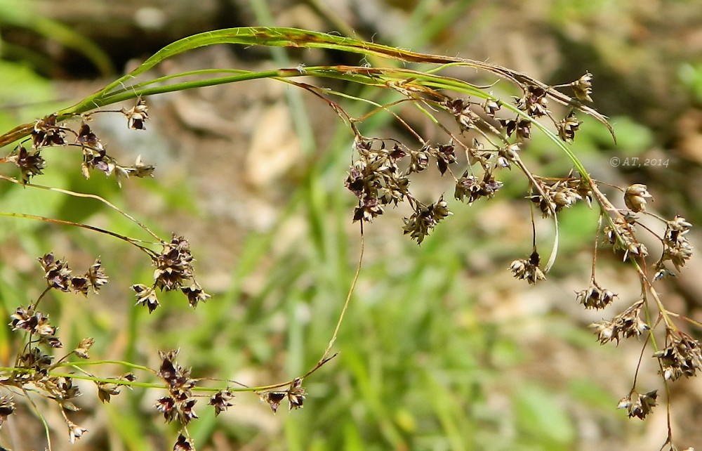 Изображение особи Luzula sylvatica.