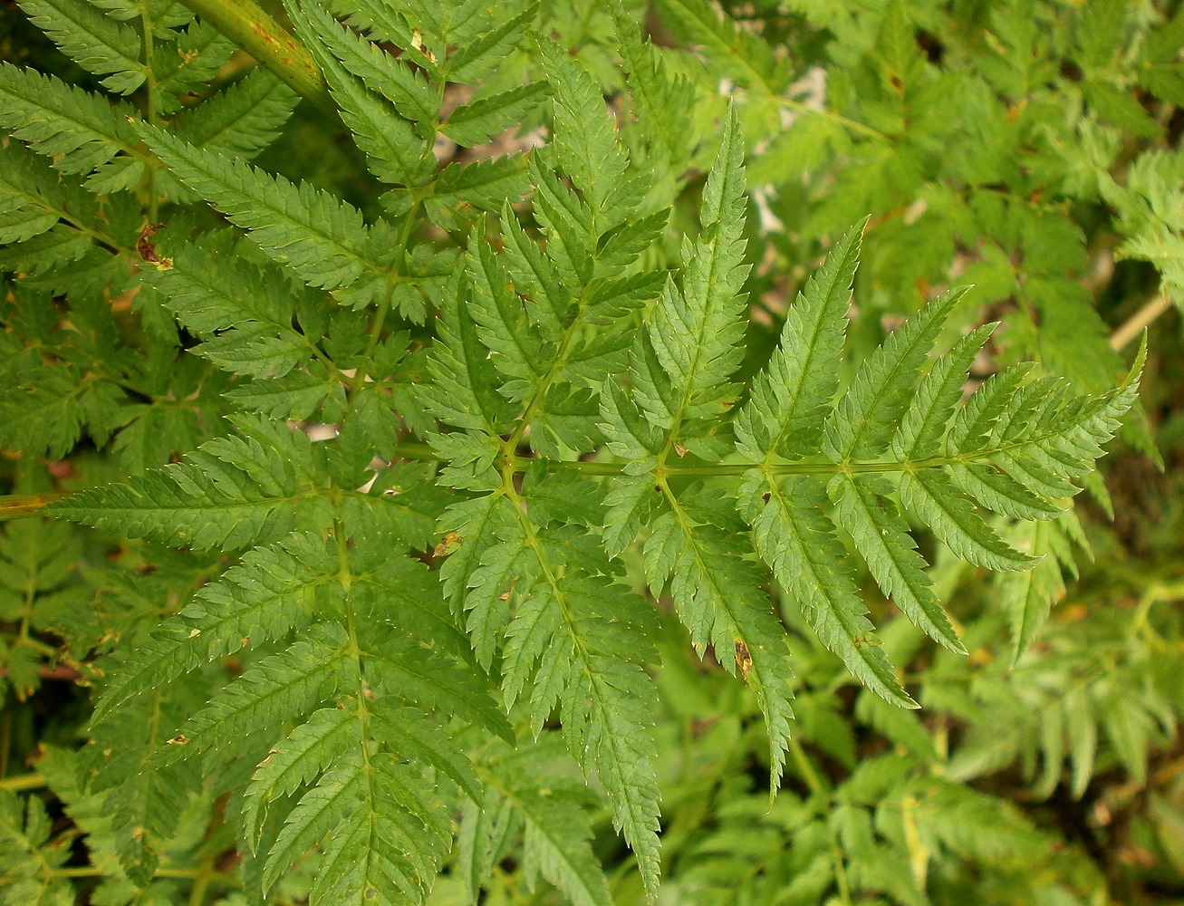 Изображение особи Chaerophyllum aureum.