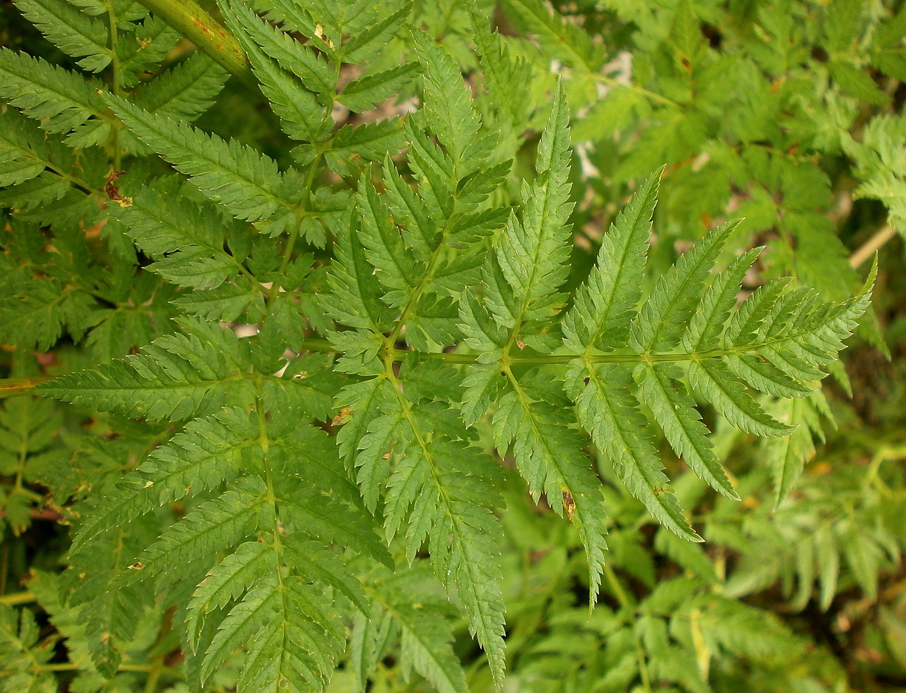 Image of Chaerophyllum aureum specimen.
