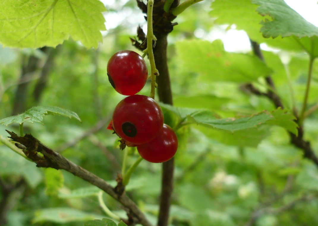 Image of Ribes hispidulum specimen.