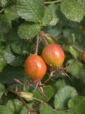 Rosa oplisthes