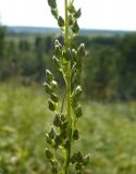 Artemisia commutata