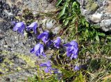Campanula saxifraga