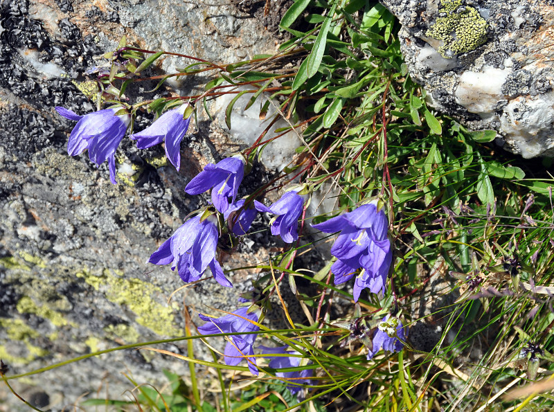 Изображение особи Campanula saxifraga.