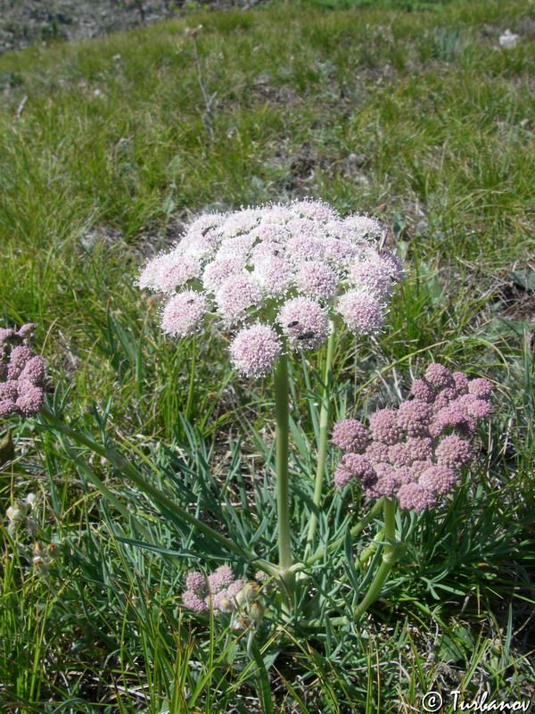 Image of Seseli lehmannii specimen.