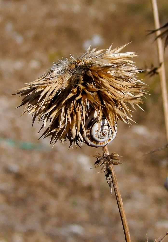 Image of Echinops adenocaulos specimen.