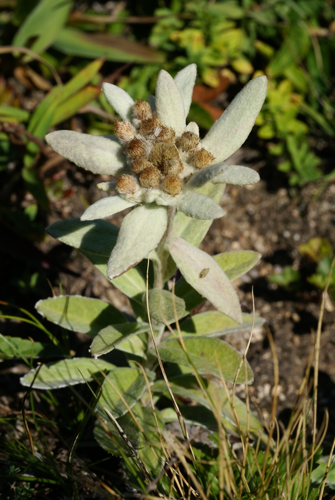 Image of Leontopodium palibinianum specimen.