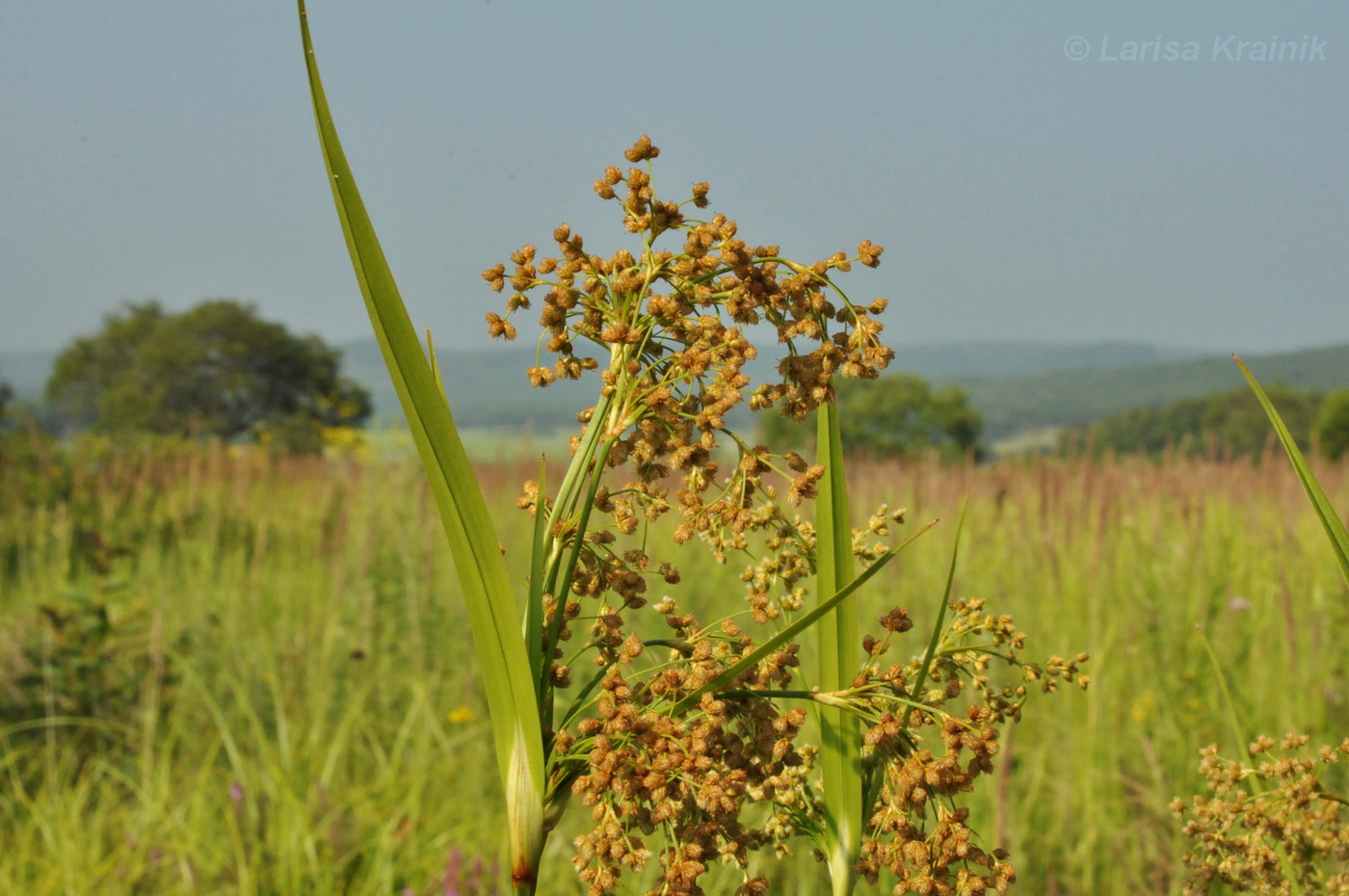 Image of Scirpus asiaticus specimen.