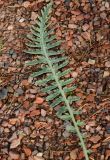 Achillea filipendulina