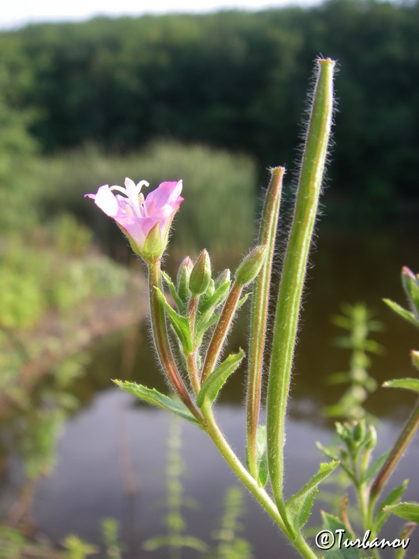 Изображение особи Epilobium hirsutum.