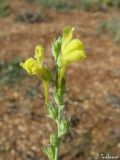 Linaria genistifolia