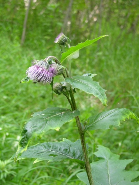 Image of Cirsium kamtschaticum specimen.