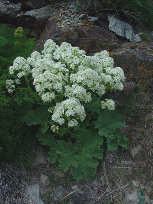 Image of Crambe kotschyana specimen.