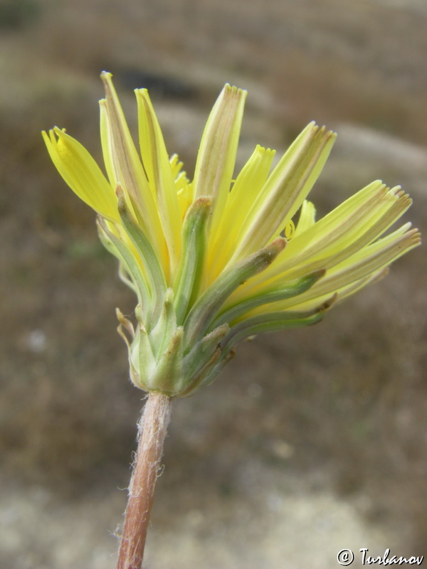 Изображение особи Taraxacum hybernum.