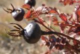 Rosa spinosissima