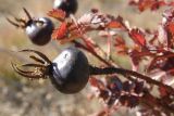 Rosa spinosissima