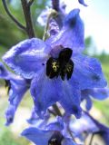 Delphinium elatum. Цветок. Иркутская обл., Бодайбинский р-н, горно-таежный ручей, низкая пойма. 7.07.2008.