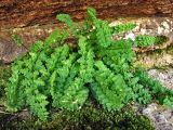 Woodsia alpina. Взрослое растение. Донецкая обл., заповедник \"Каменные могилы\". 13.06.2007.