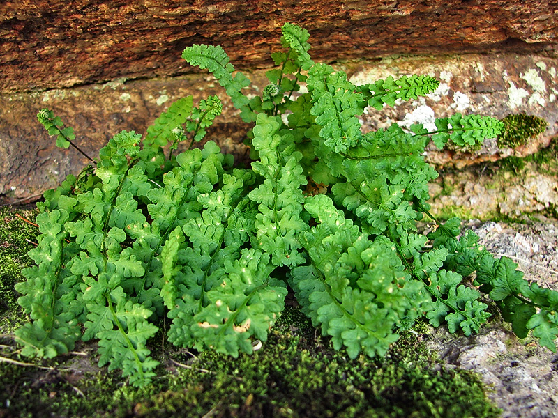 Image of Woodsia alpina specimen.