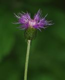 Cirsium heterophyllum