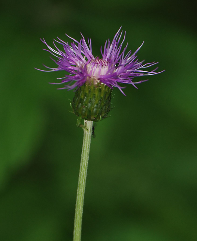 Изображение особи Cirsium heterophyllum.