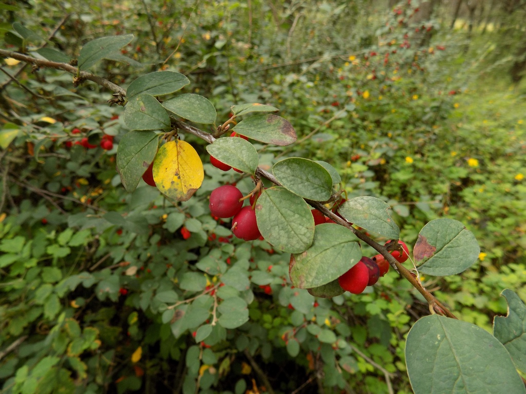 Image of Cotoneaster alaunicus specimen.