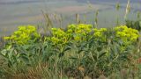 Euphorbia goldei