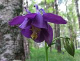 Aquilegia vulgaris. Цветок. Подмосковье, Одинцовский р-н, окр. г. Кубинка. 27.05.2014.