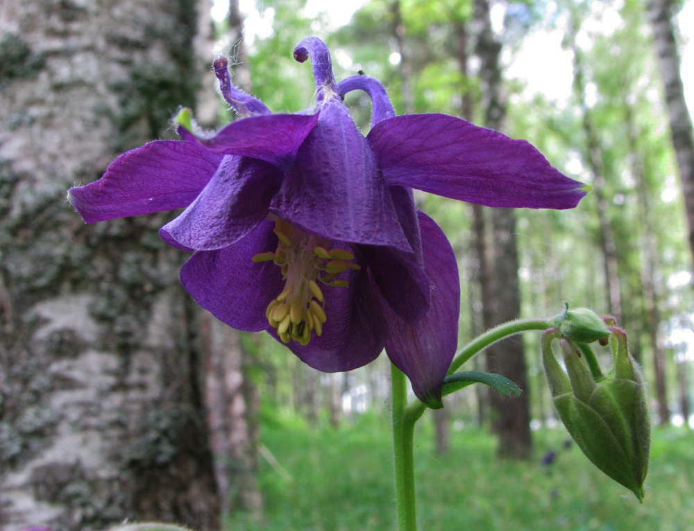 Изображение особи Aquilegia vulgaris.