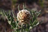 Stemmacantha uniflora. Созревающее соплодие. Иркутская обл., Ольхонский р-н, побережье Малого Моря (оз. Байкал), окр. мыса Улан-Ханский, сухой остепнённый склон на опушке леса. 11.07.2015.