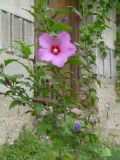 Hibiscus syriacus