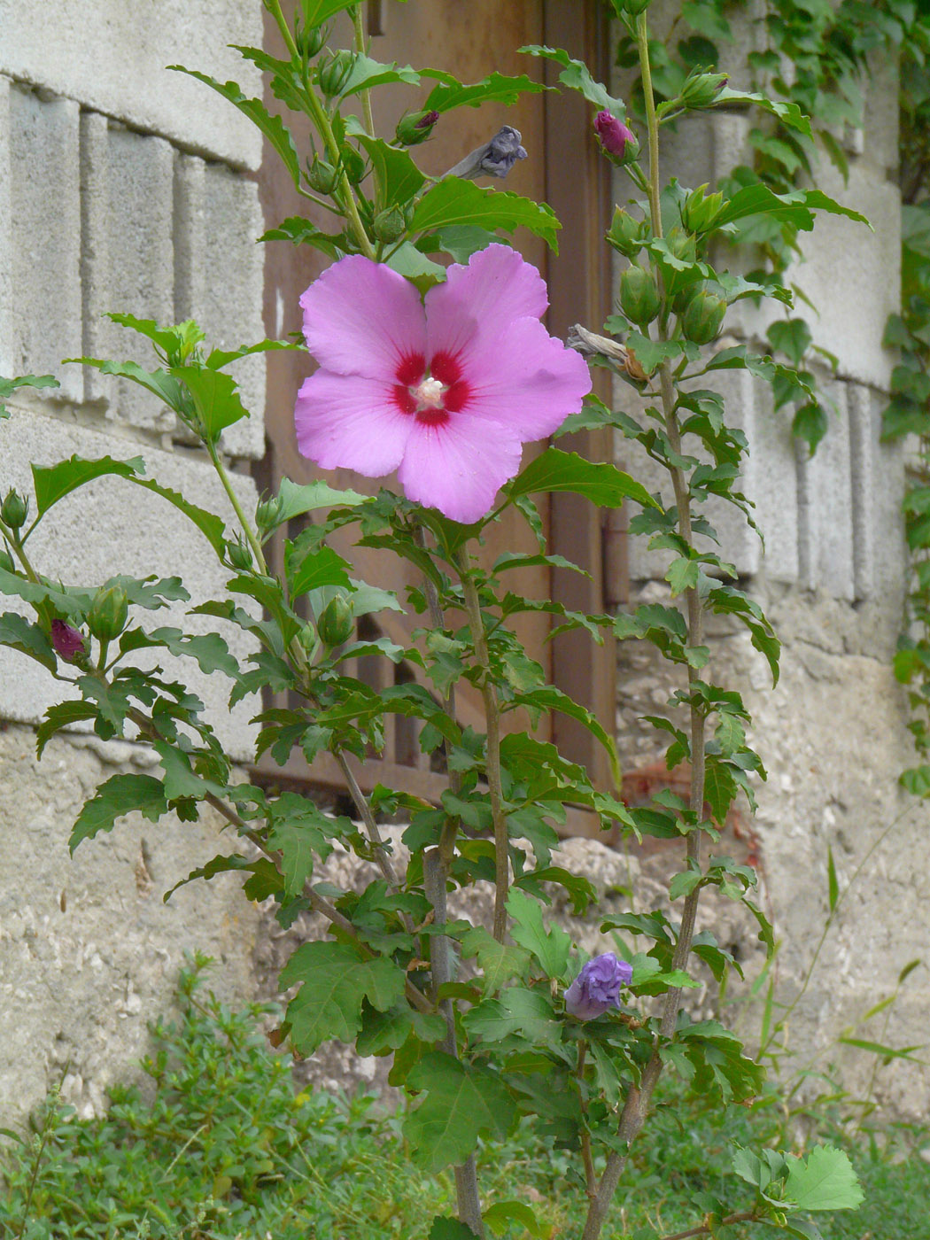 Изображение особи Hibiscus syriacus.