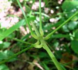 Dioscorea caucasica. Основания черешков листьев. Краснодарский край, Сочи, окр. с. Ахштырь, лес, ≈ 100 м н.у.м. 16.07.2015.