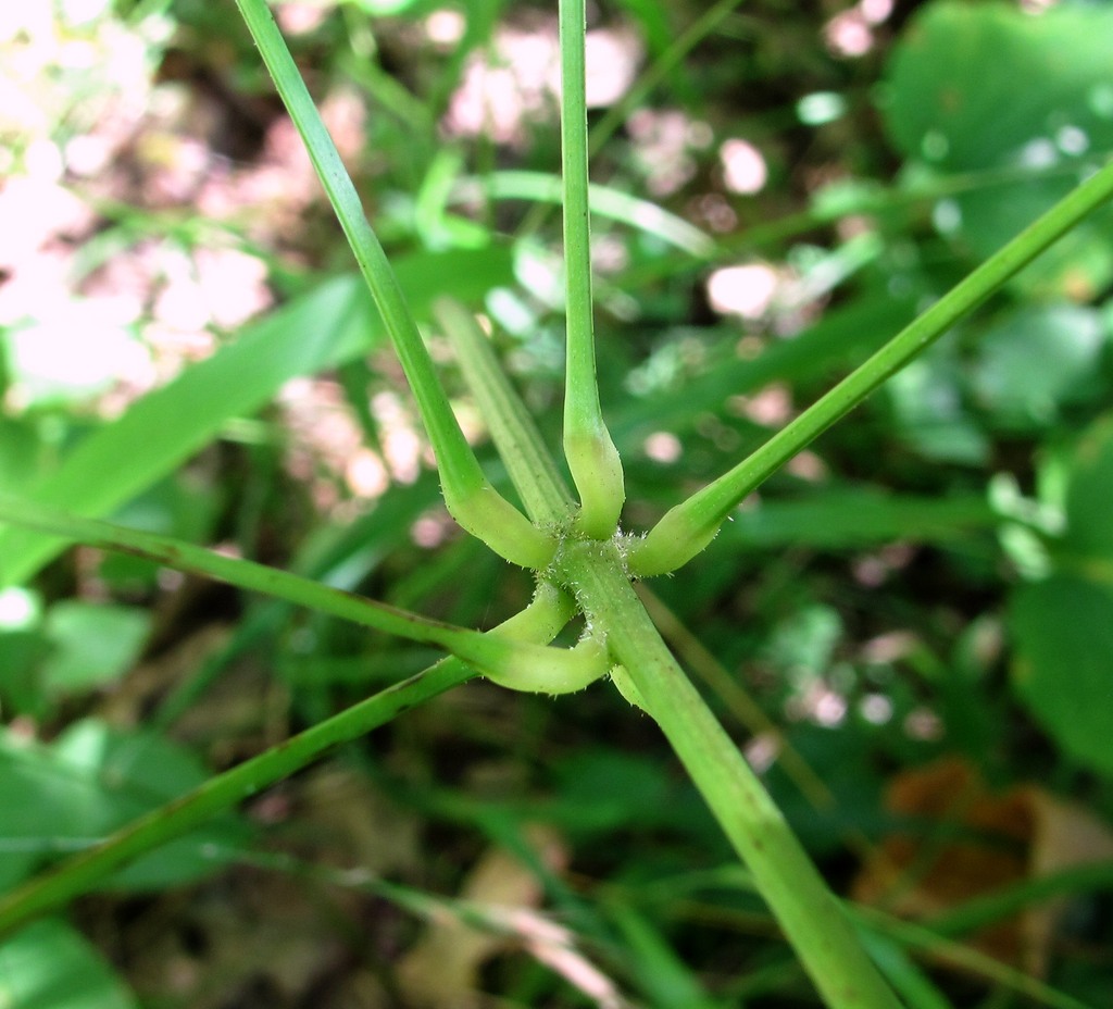 Image of Dioscorea caucasica specimen.