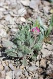 Oxytropis trichocalycina