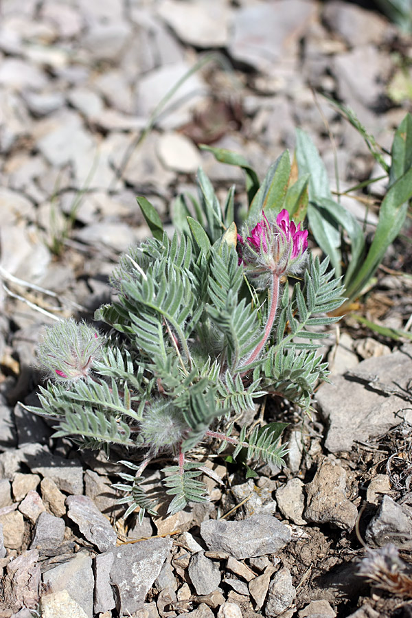 Image of Oxytropis trichocalycina specimen.