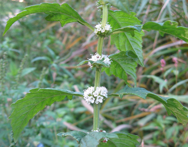 Изображение особи Lycopus europaeus.