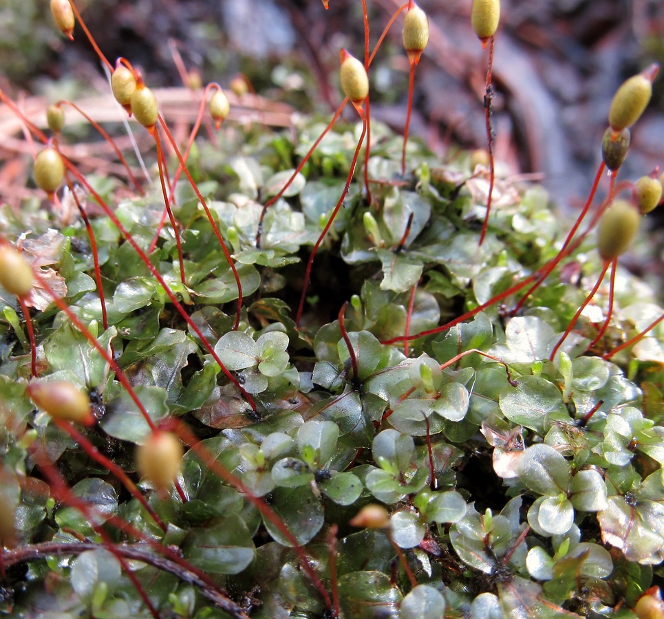 Изображение особи Rhizomnium punctatum.