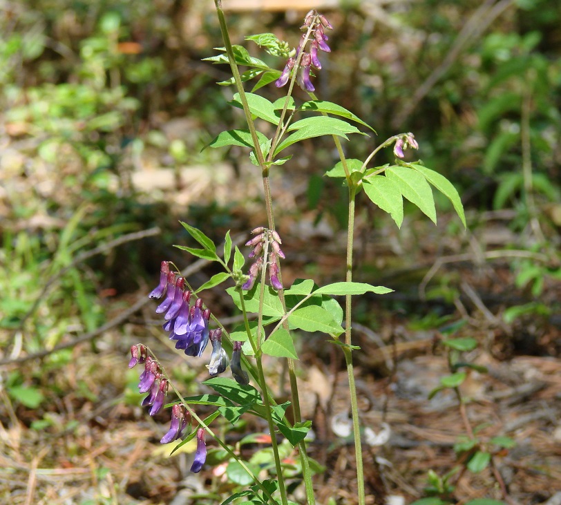 Image of Vicia baicalensis specimen.