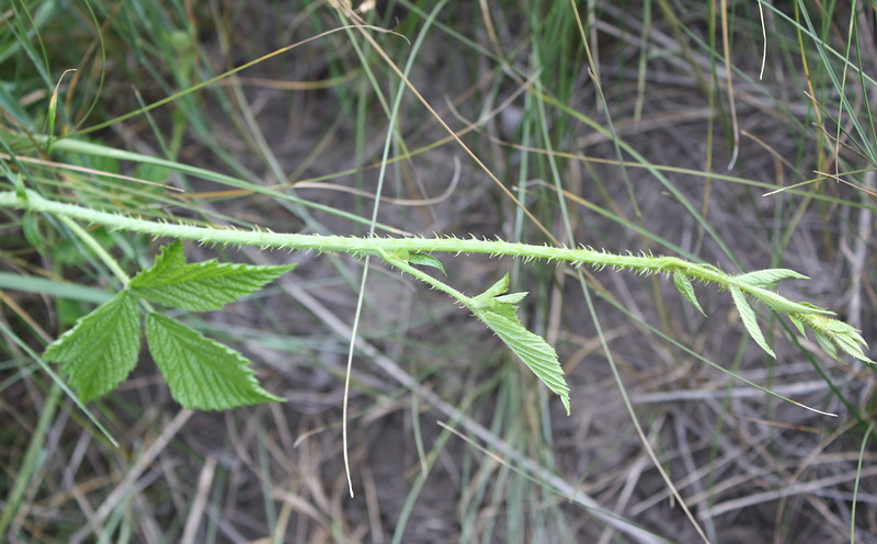 Изображение особи Rubus caesius.