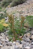 Rumex pamiricus. Плодоносящее растение. Южный Казахстан, горы Алатау (Даубаба), Восточное ущелье. 14.06.2014.