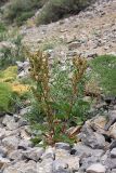 Rumex pamiricus