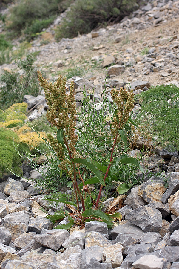 Image of Rumex pamiricus specimen.