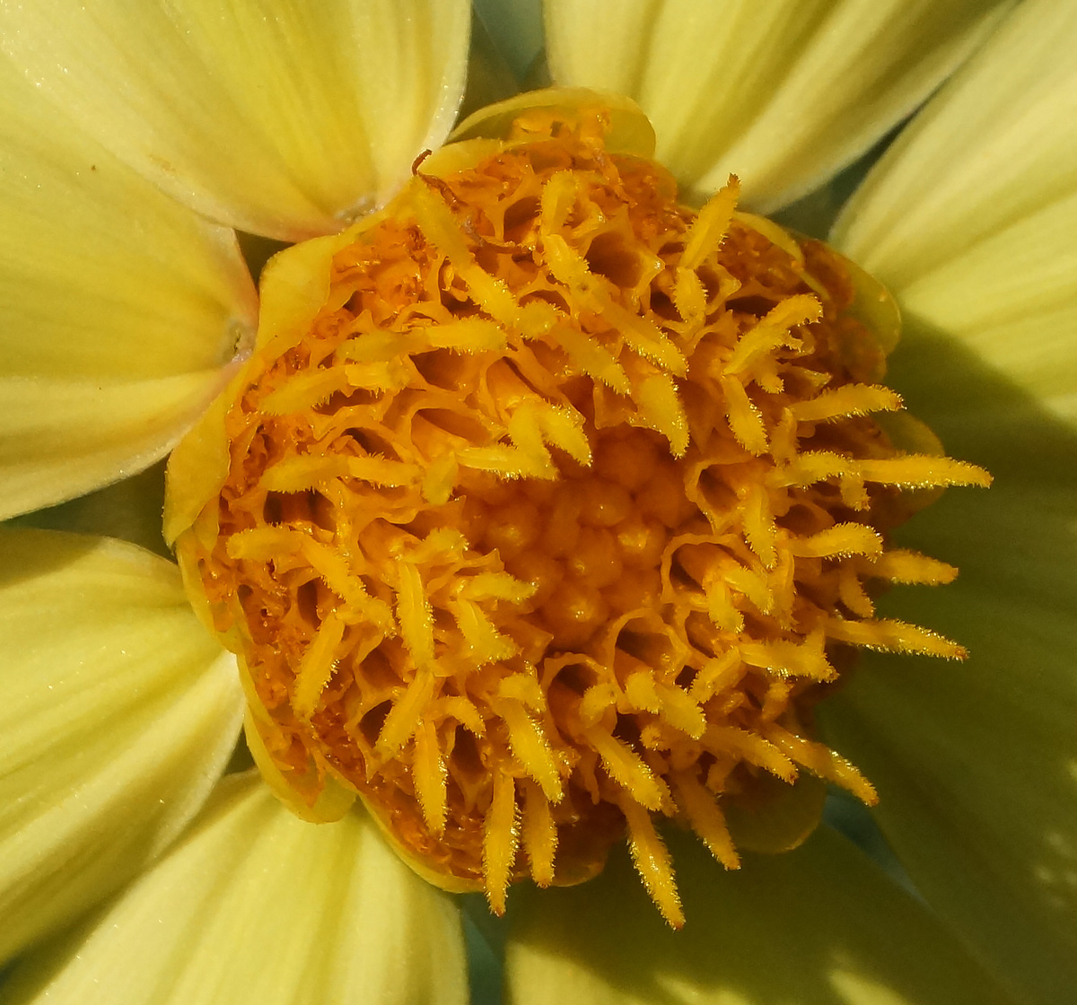Изображение особи Dahlia pinnata.