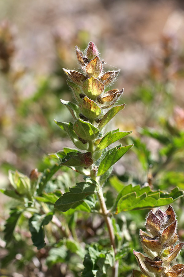 Изображение особи Scutellaria adsurgens.